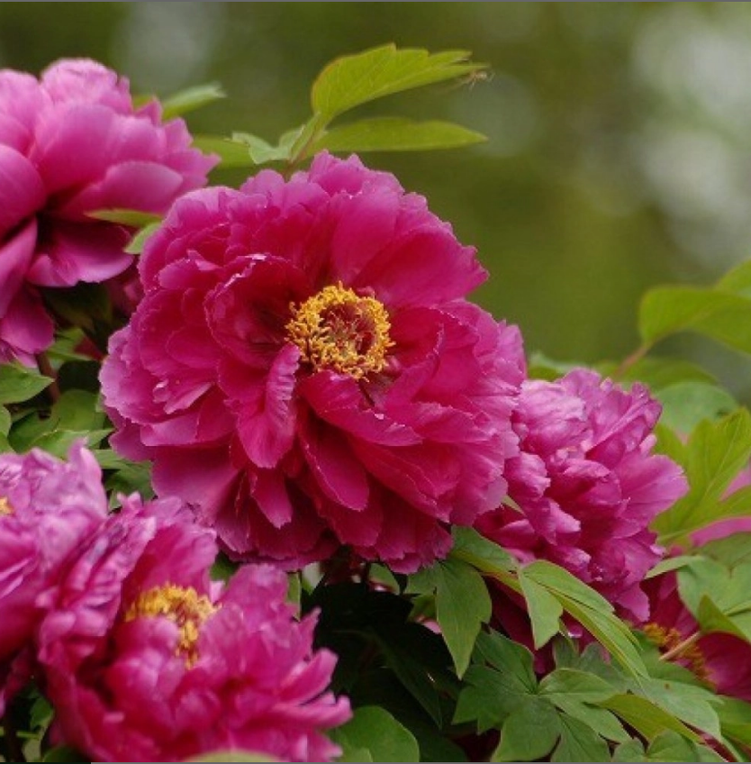 Пион древовидный 'Красный сад Ли' (красный)