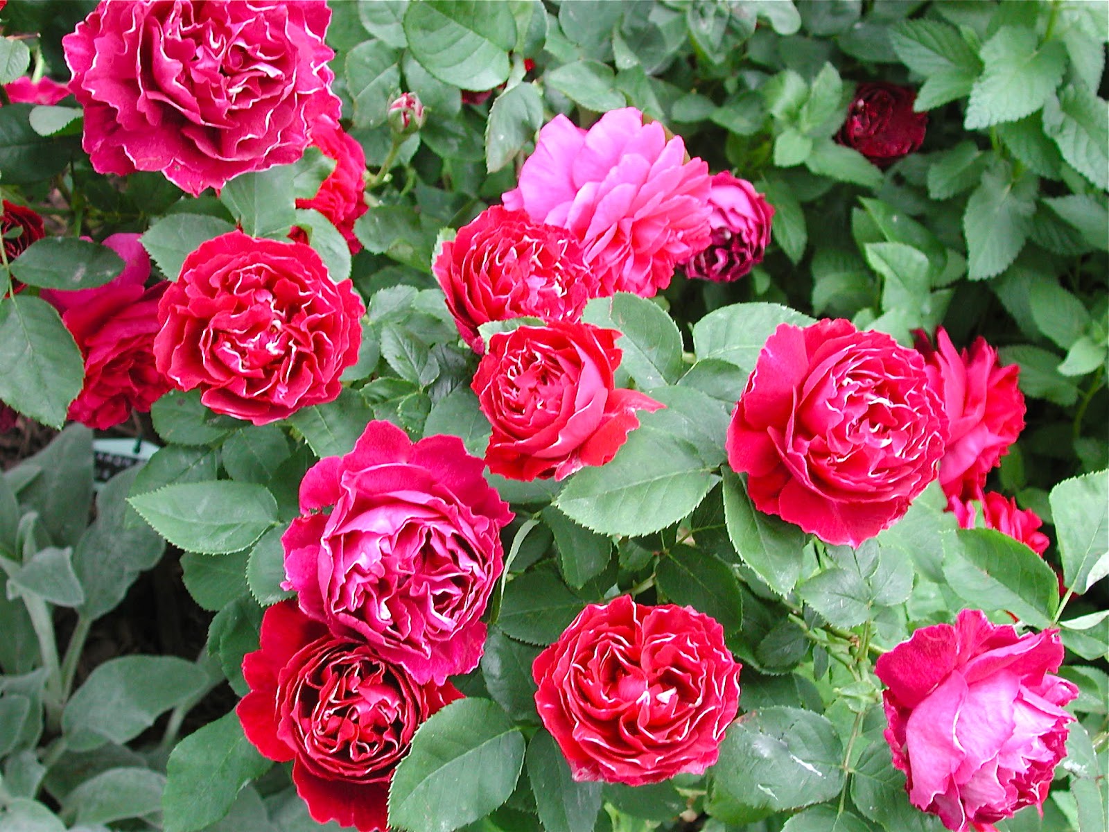 Роза 'Барон Жиро де Лен' (чайно-гибридная) (малиновая)