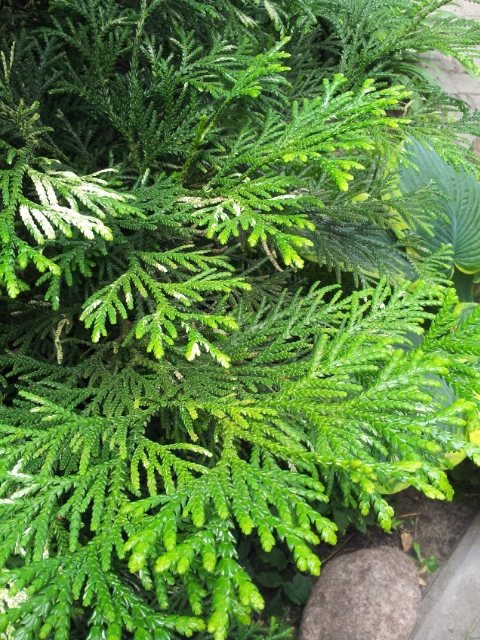 Туевик поникающий (долотовидный)