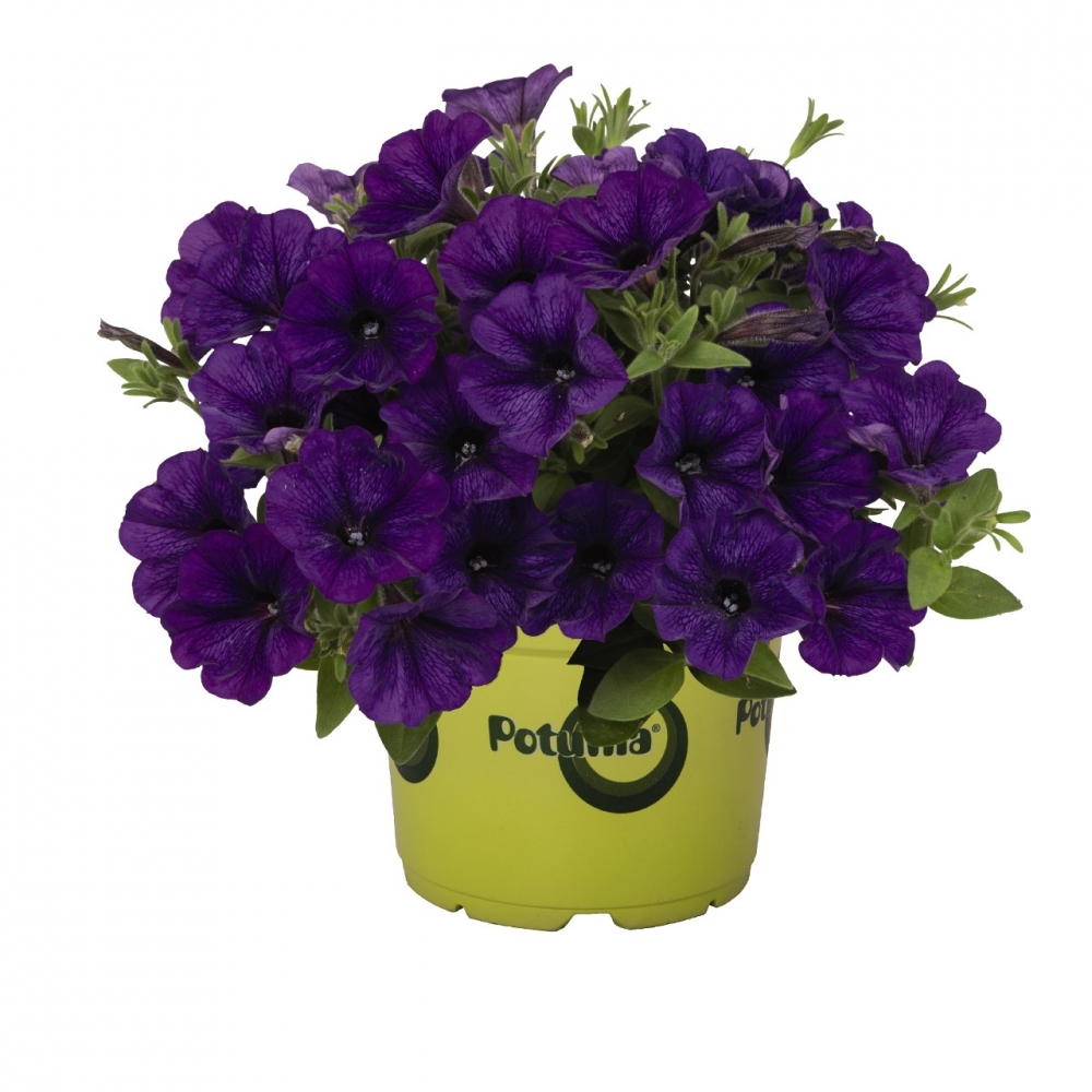 Петуния ампельная 'Пиккола Кобальт' (кашпо)