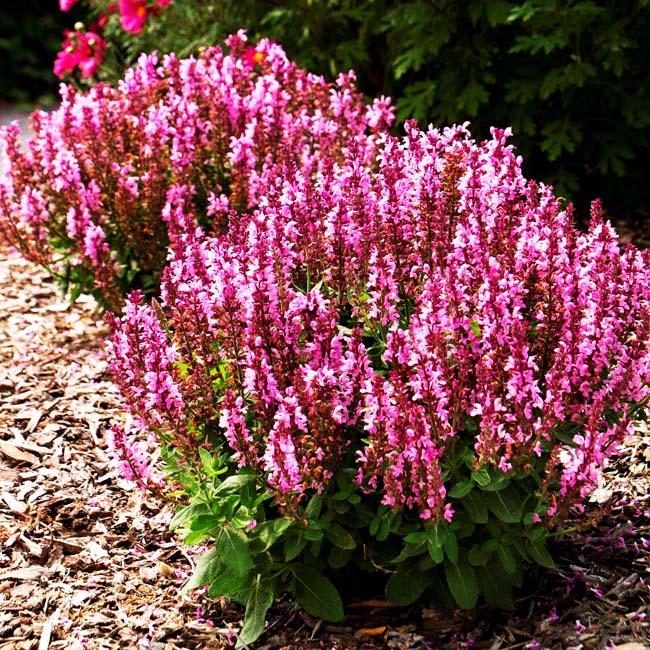 Сальвия дубравная 'Сенсейшн Роуз' (розовая)