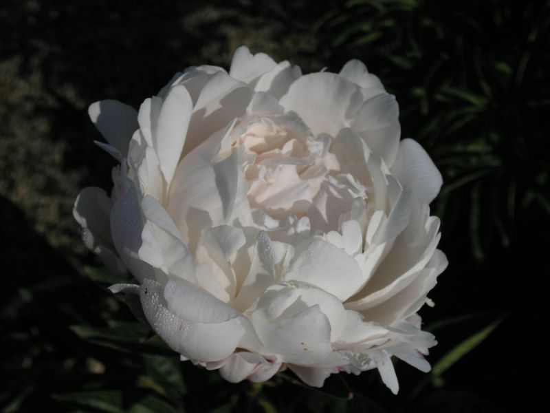 Пион молочноцветковый 'Миссис Ж.В. Эдлунд' (белый)