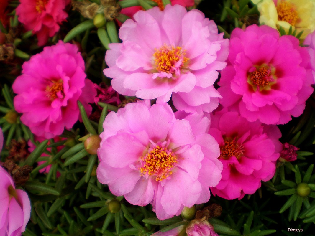 Семена Портулак