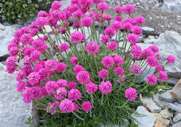 Армерия приморская 'Спленденс'