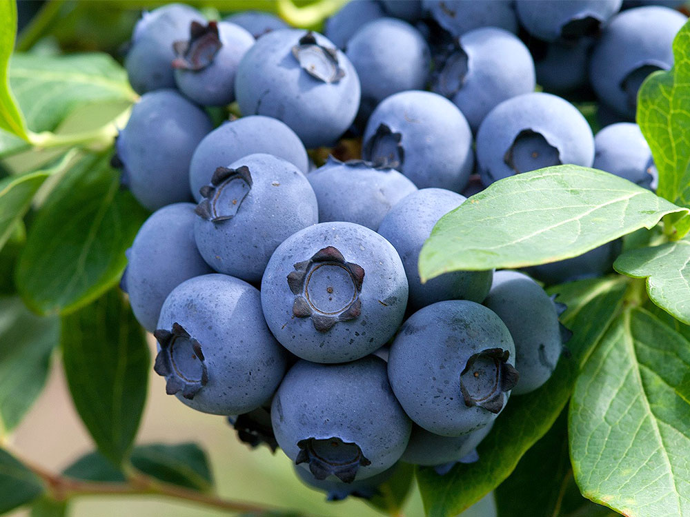 Голубика высокорослая 'Ама'