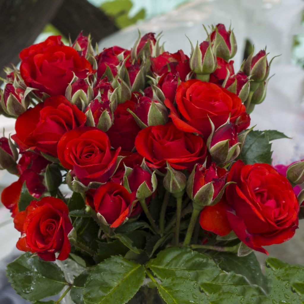 Роза 'Бордер Кинг' (миниатюрные) (красная)