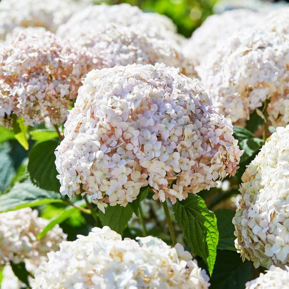 Гортензия древовидная 'Кандибелле Маршмэллоу'