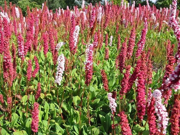 Горец свечевидный 'Фаертейл'