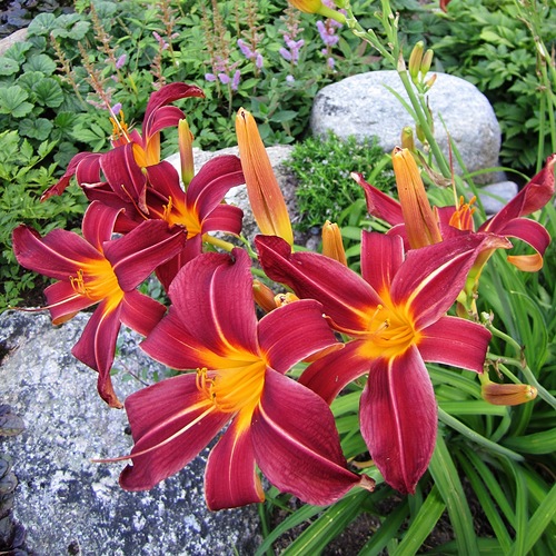 Лилейник гибридный 'Арриба'