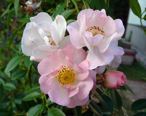 Роза 'Опен Армс' (плетистая) (розовая)