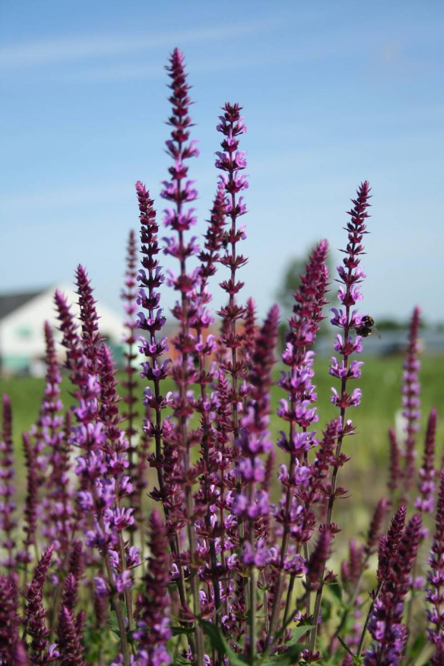 Сальвия дубравная (Шалфей) 'Аметист'