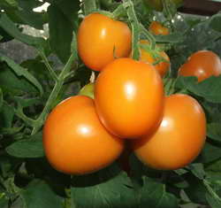 Томат 'Солнечный Дар'