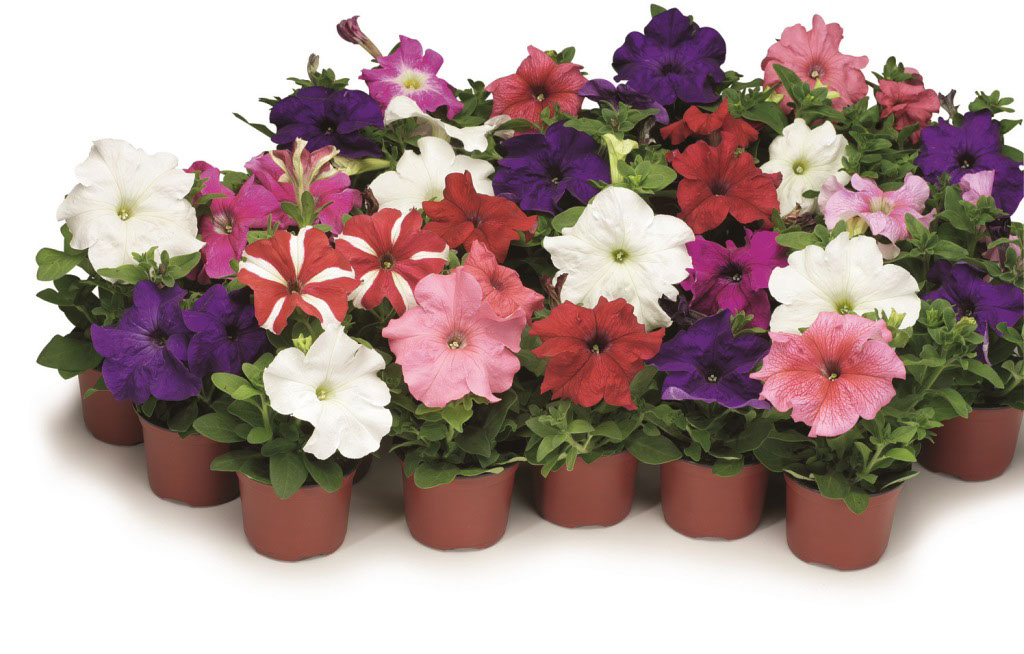 Петуния гибридная (cурфиния, ампельная)		