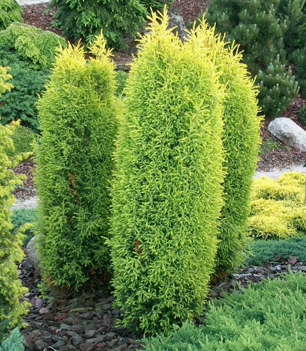 Можжевельник обыкновенный 'Голд Кон'