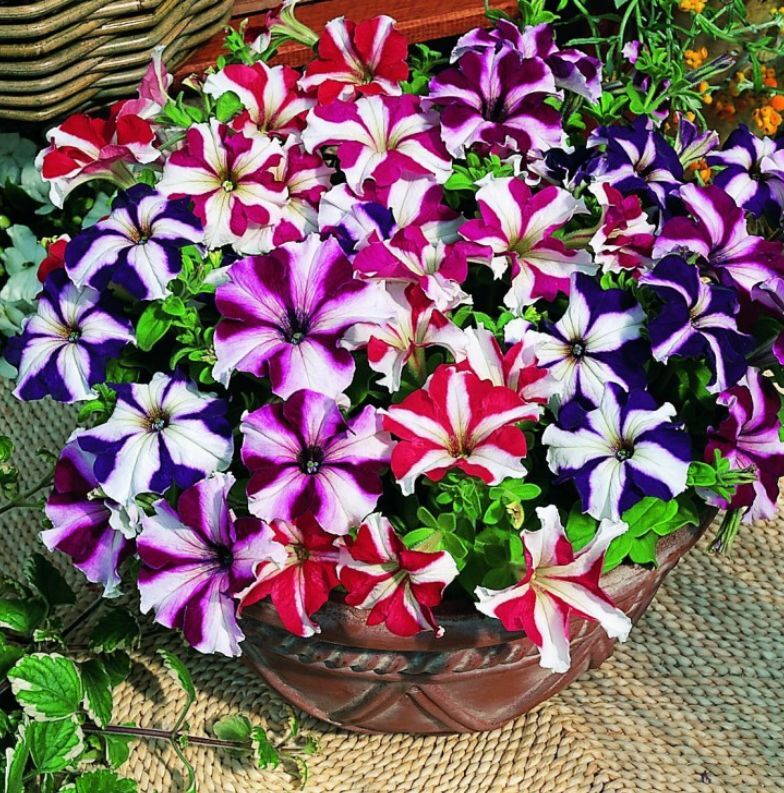 Петуния (сурфиния) гибридная 'Тритуния Стар Микс' (смесь со звездой)