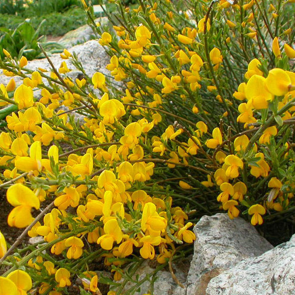 Дрок красильный 'Роял Голд'