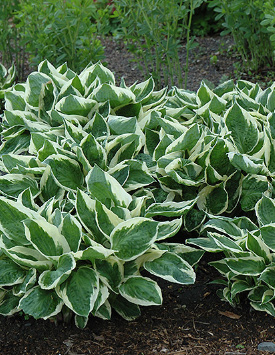 Хоста гибридная 'Minute Man'