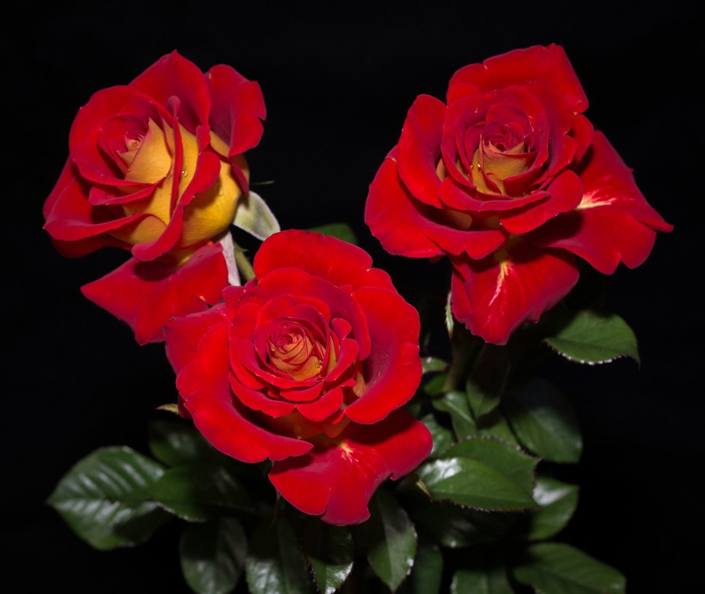 Роза 'Кетчап энд Мастед' (чайно-гибридная) (красная с желтым)