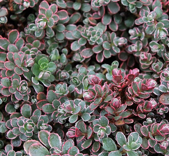 Седум камчатский (Очиток) 'Триколор'