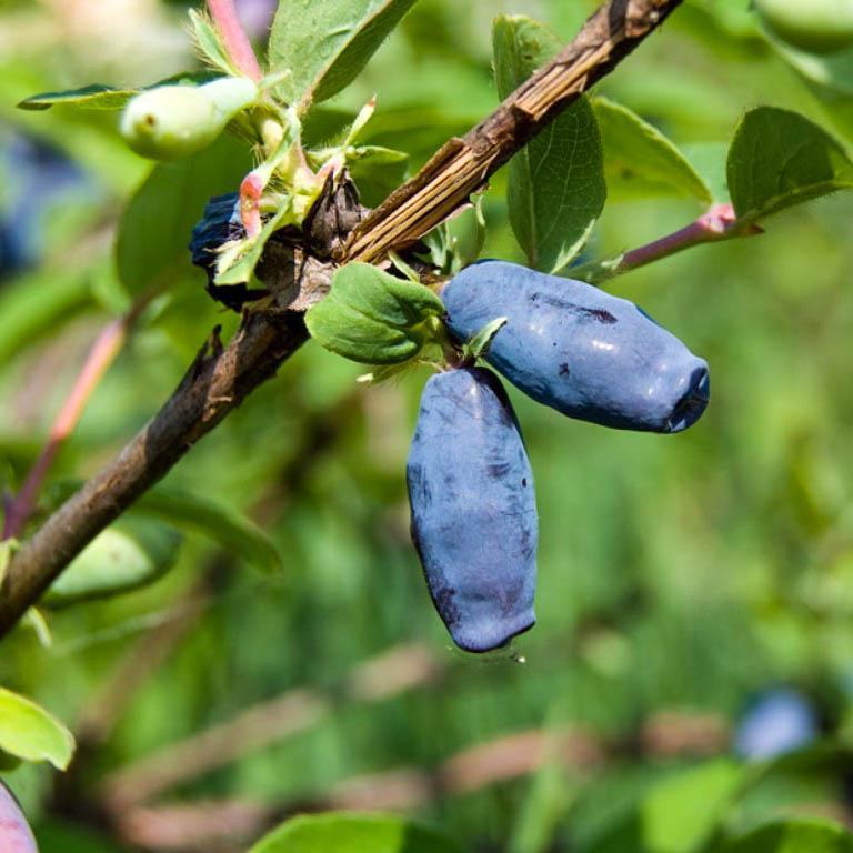 Жимолость съедобная 'Бакчарская Любимица'