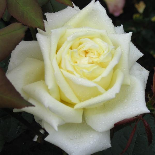 Роза 'Жанна Море' (чайно-гибридная) (белая)