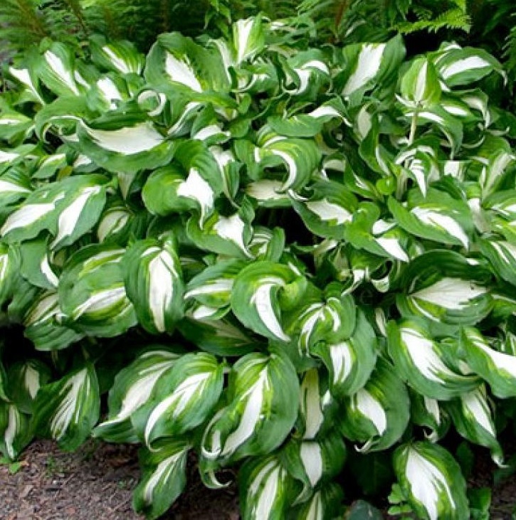 Хоста гибридная (вздутая, волнистая) 'Унивитата'