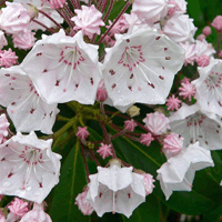 Кальмия многолистная