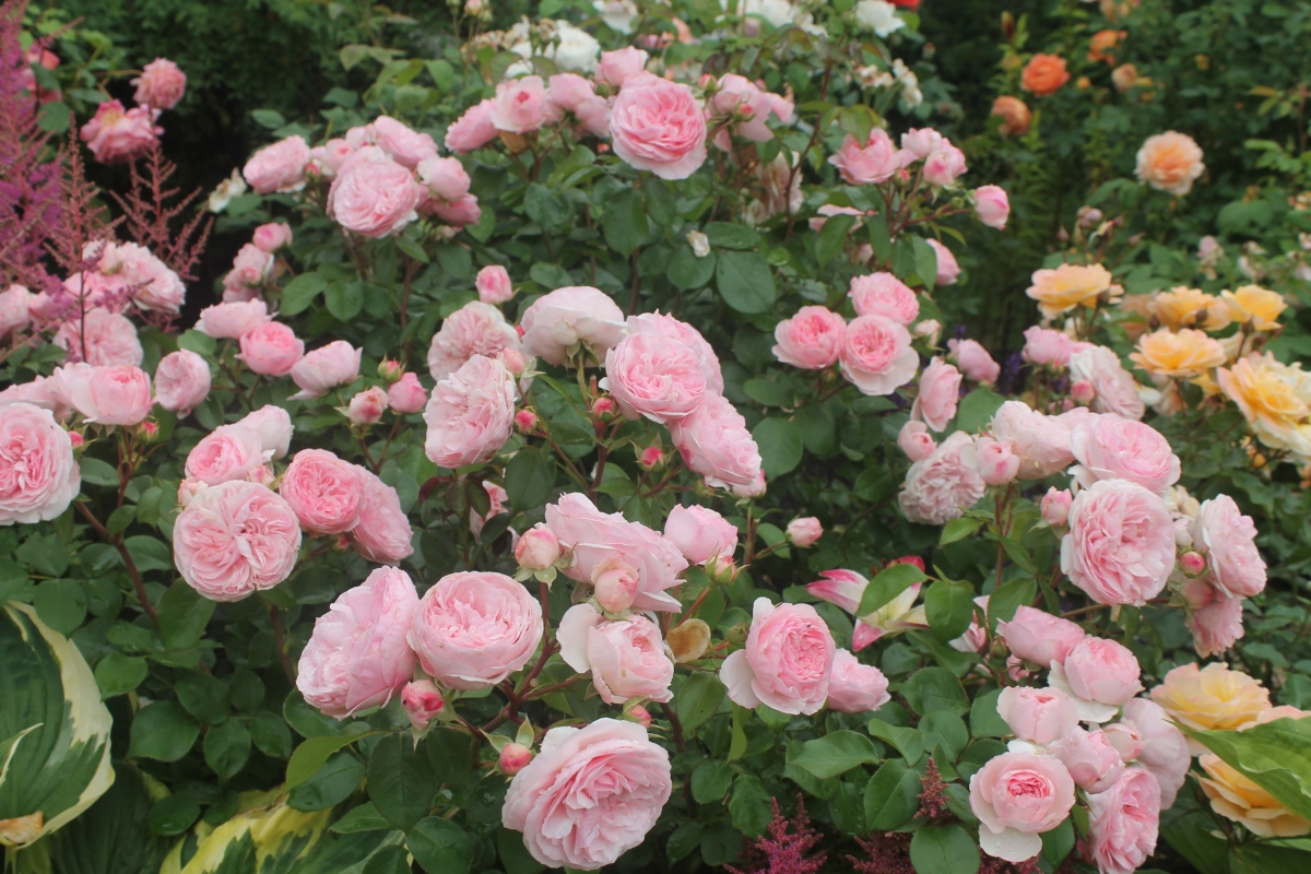 Роза 'Мария Терезия' (чайно-гибридная, парковая) (розовая)