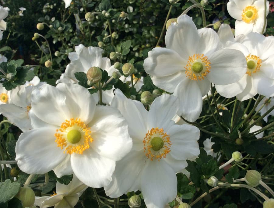 Анемона японская (Ветриница) 'Онори Джобер'