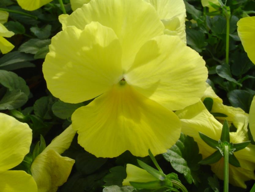 Виола Виттрока 'Инспайр Голден Еллоу' (желтая)