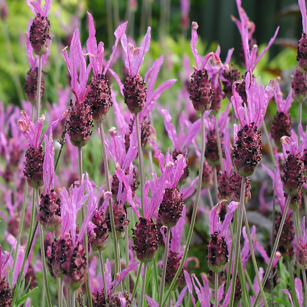 Лаванда широколистная 'Хелмсдейл'