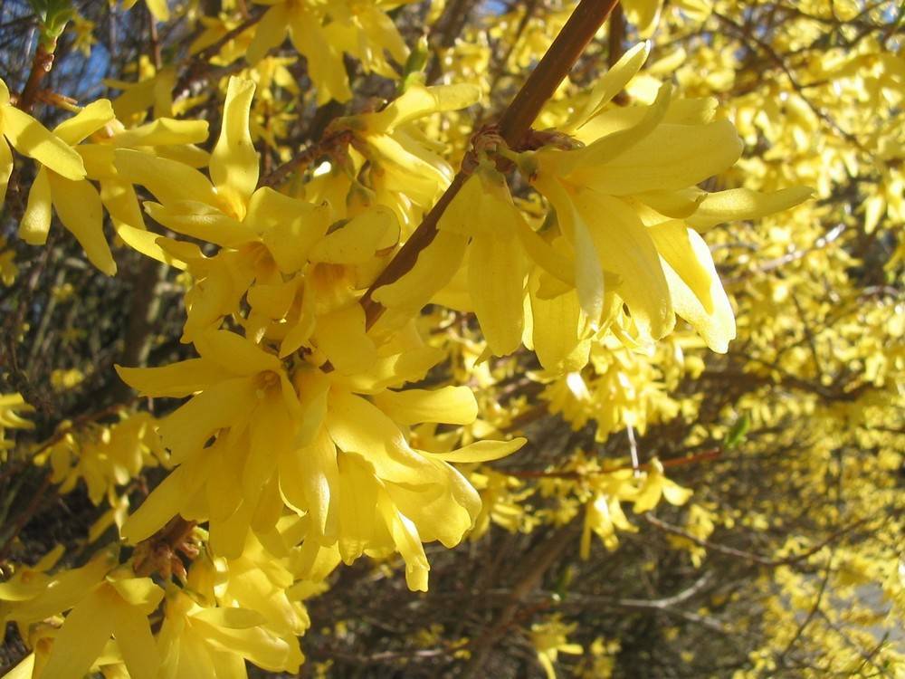 Форзиция промежуточная (средняя) 'Линвуд Голд'