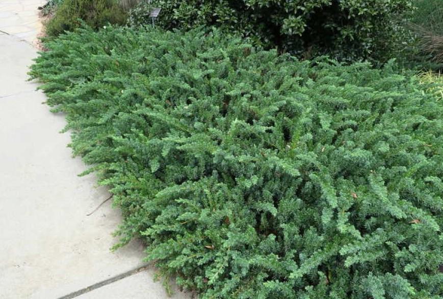 Можжевельник прибрежный 'Эмеральд Си'