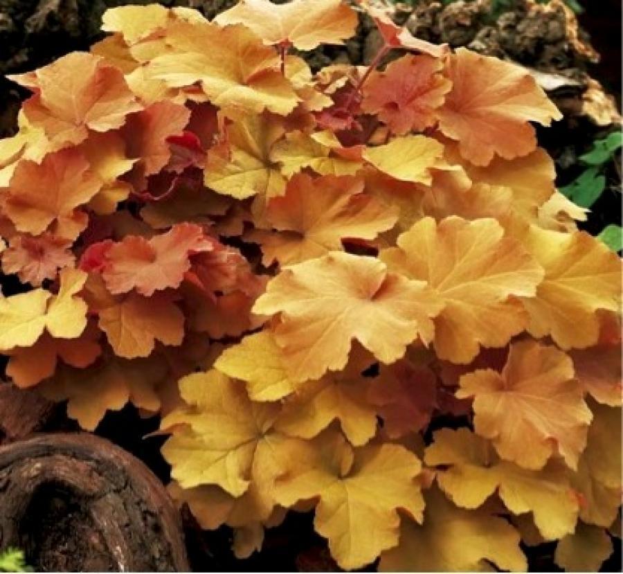 Гейхера гибридная 'Карамель'