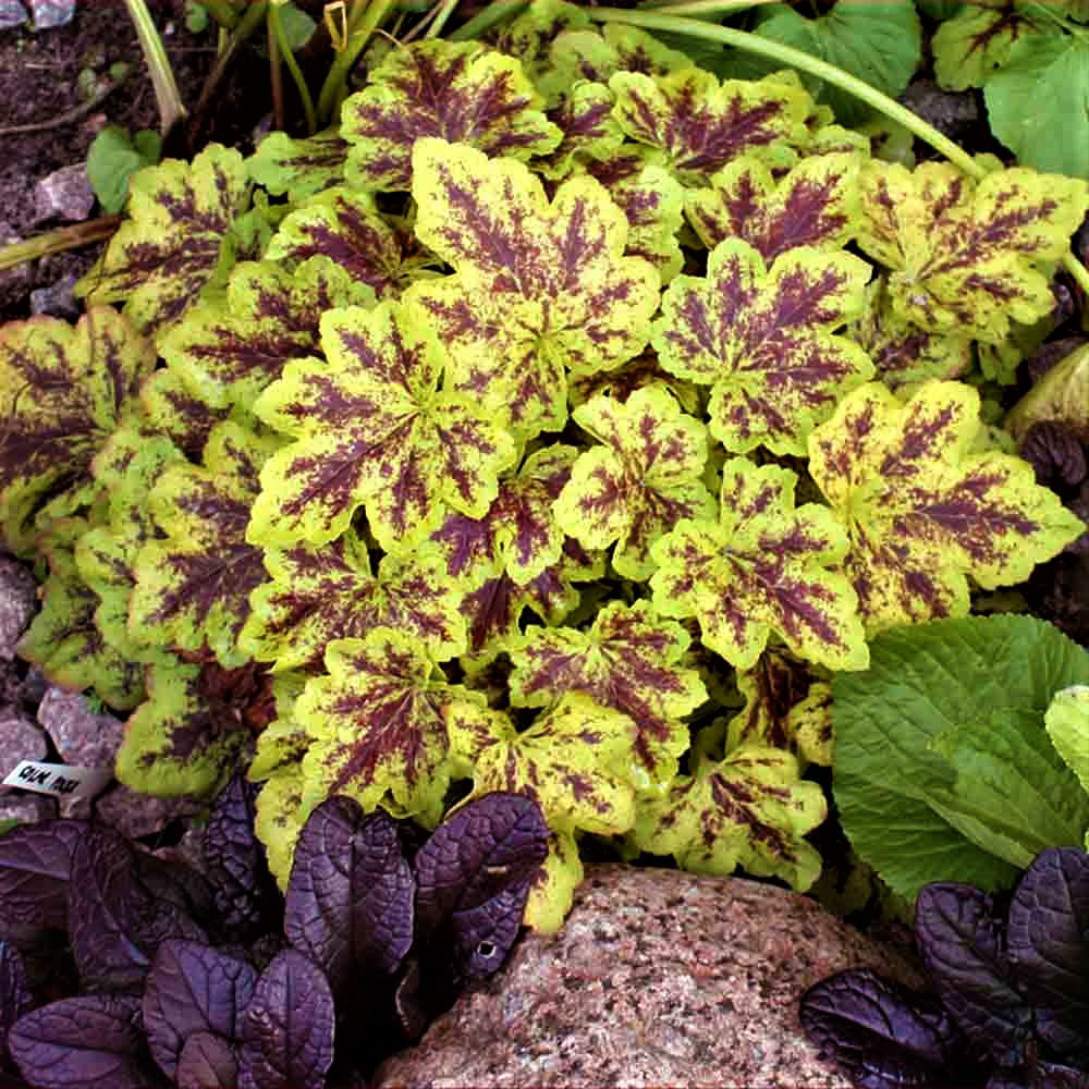 Гейхера мелкоцветковая 'Солар Повер'