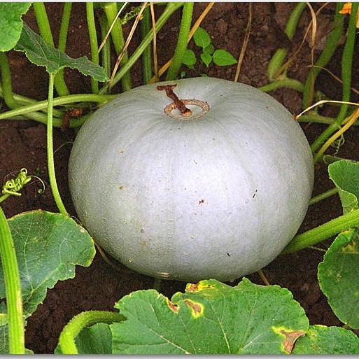 Тыква 'Крошка'