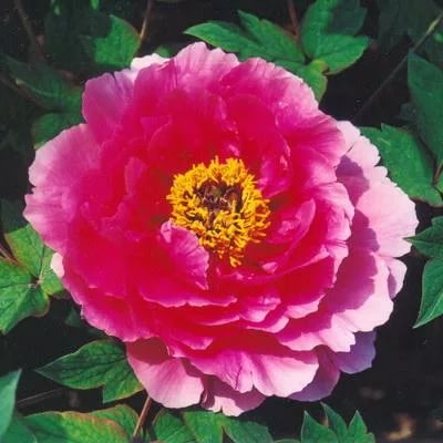 Пион древовидный 'Букет Шайнинг' (малиновый)