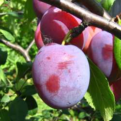 Слива 'Кооперативная'