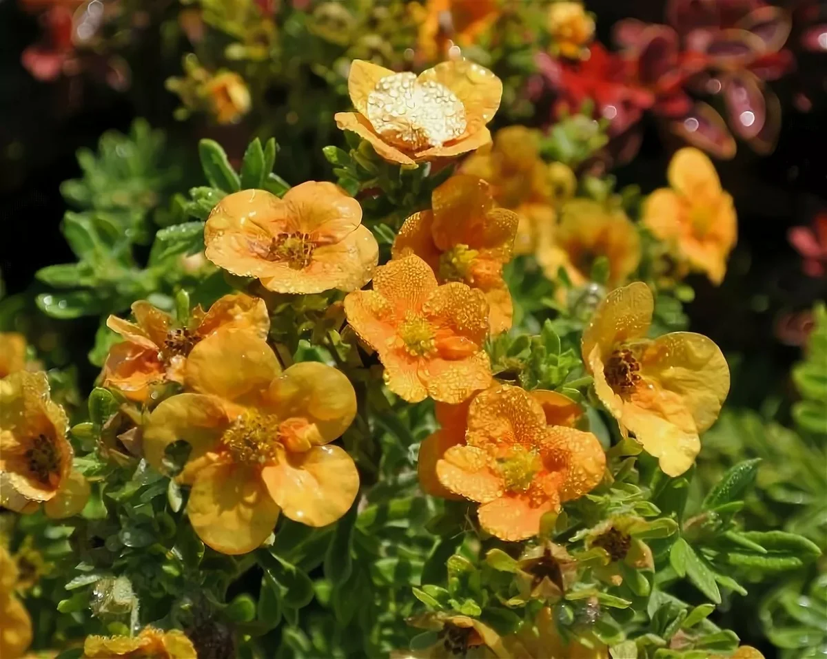 Лапчатка кустарниковая 'Манго Танго'