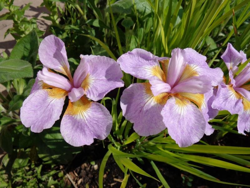 Ирис сибирский 'Рикуги Сакура'