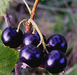 Смородина черная 'Голубка'