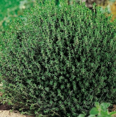 Тимьян обыкновенный 'Фредо'