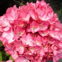 Гортензия крупнолистная 'Едула Пинк'