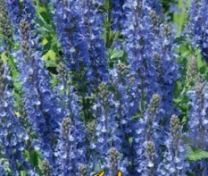 Сальвия превосходная  (Шалфей) 'Блю Куин'