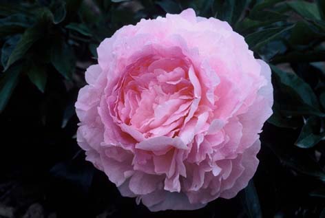 Пион молочноцветковый 'Сюзи Кью' (розовый)