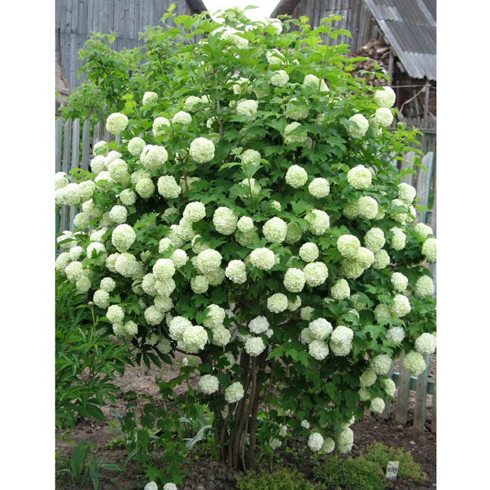 Калина обыкновенная (розеум) 'Бульденеж'