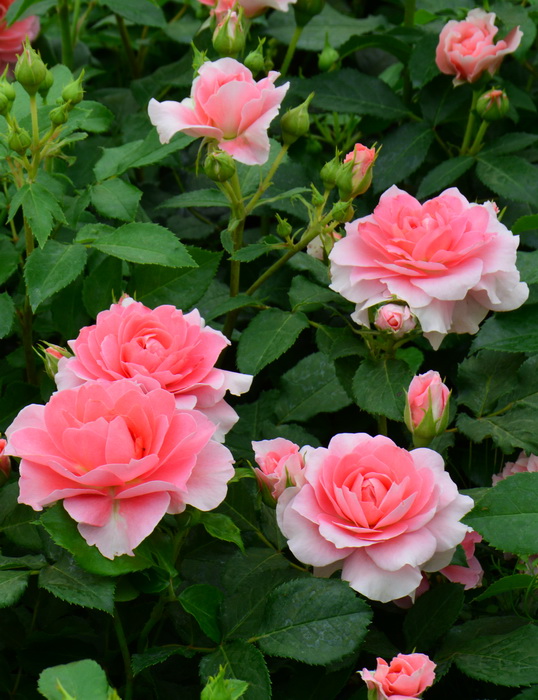 Роза 'Спайси' (миниатюрная) (персиковая)