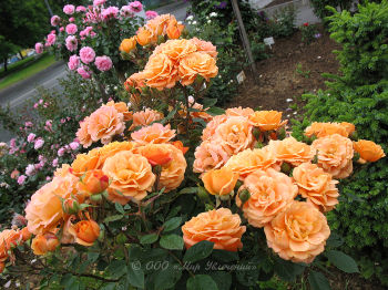 Роза 'Клементина' (парковая, флорибунда) (оранжевая)