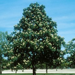 Каштан конский 'Фастигиата'