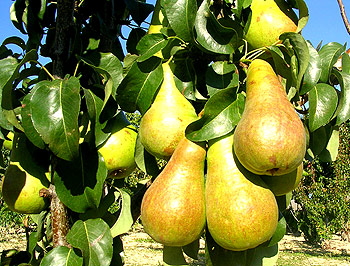 Груша колоновидная 'Г 322'